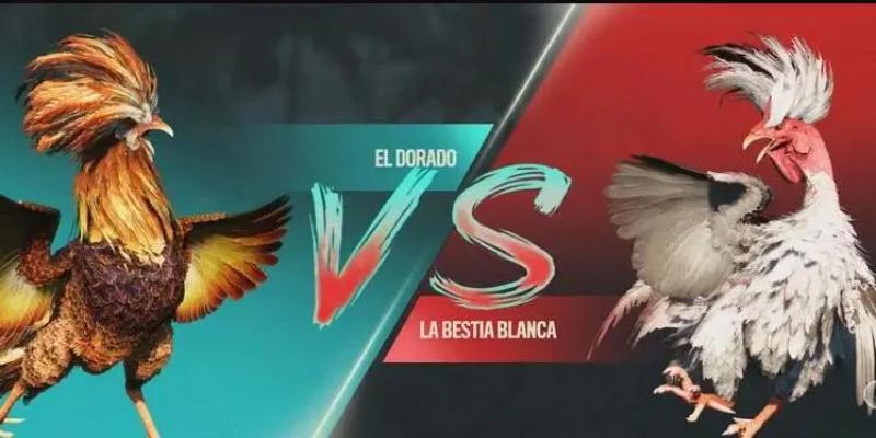 Sân chơi đá gà 78WIN có đông đảo thành viên tham gia